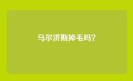 马尔济斯掉毛吗？