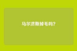 马尔济斯掉毛吗？