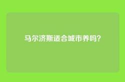 马尔济斯适合城市养吗？