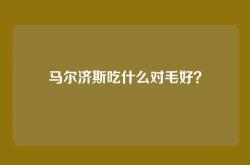马尔济斯吃什么对毛好？