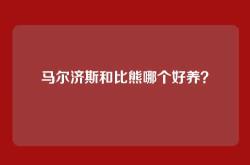 马尔济斯和比熊哪个好养？