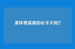 茶杯贵宾真的长不大吗？