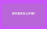 茶杯贵宾怎么护理？