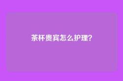 茶杯贵宾怎么护理？
