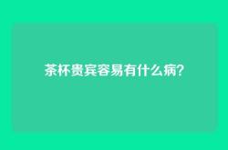 茶杯贵宾容易有什么病？