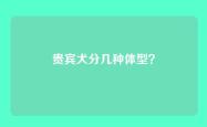 贵宾犬分几种体型？