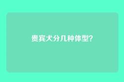 贵宾犬分几种体型？