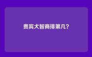 贵宾犬智商排第几？