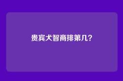 贵宾犬智商排第几？