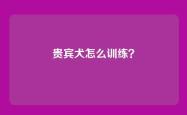 贵宾犬怎么训练？
