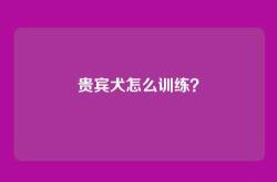 贵宾犬怎么训练？