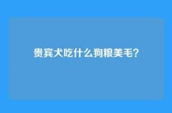 贵宾犬吃什么狗粮美毛？