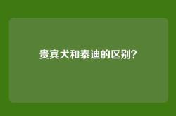 贵宾犬和泰迪的区别？
