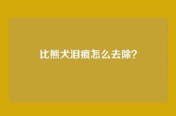 比熊犬泪痕怎么去除？
