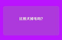 比熊犬掉毛吗？