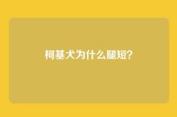 柯基犬为什么腿短？