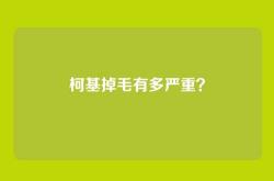 柯基掉毛有多严重？