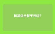 柯基适合新手养吗？