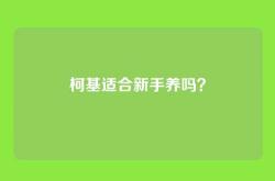 柯基适合新手养吗？