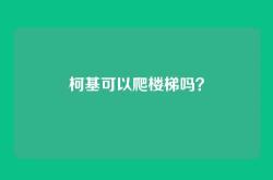 柯基可以爬楼梯吗？
