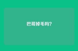 巴哥掉毛吗？