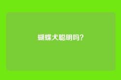 蝴蝶犬聪明吗？