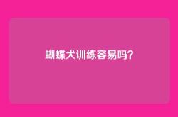 蝴蝶犬训练容易吗？