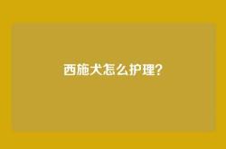 西施犬怎么护理？