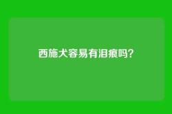 西施犬容易有泪痕吗？