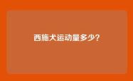 西施犬运动量多少？