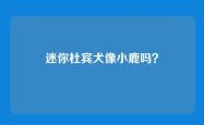 迷你杜宾犬像小鹿吗？