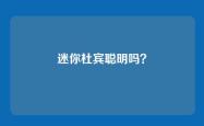 迷你杜宾聪明吗？