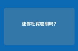 迷你杜宾聪明吗？