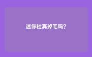 迷你杜宾掉毛吗？