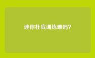 迷你杜宾训练难吗？