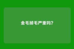 金毛掉毛严重吗？