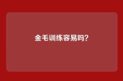 金毛训练容易吗？
