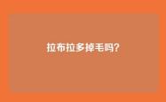 拉布拉多掉毛吗？