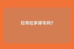 拉布拉多掉毛吗？