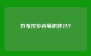 拉布拉多容易肥胖吗？