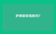 萨摩耶容易脏吗？