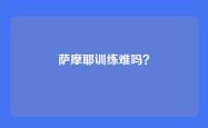 萨摩耶训练难吗？