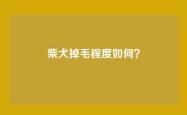 柴犬掉毛程度如何？