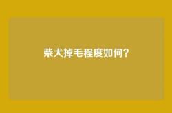 柴犬掉毛程度如何？