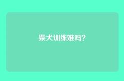 柴犬训练难吗？