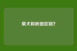 柴犬和秋田区别？