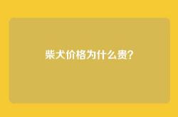 柴犬价格为什么贵？