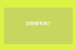 边牧掉毛吗？