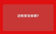边牧常见疾病？