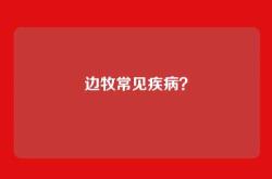 边牧常见疾病？